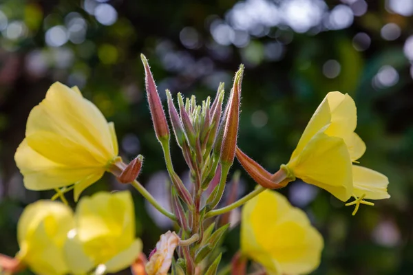 夜蜡烛 Lat Oenothera 是赛拉氏家族的植物属 奥纳格拉塞 — 图库照片