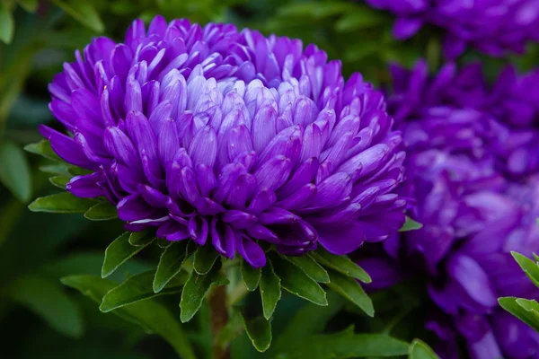 aster flowers (aster, Michaelmas daisy) in green background. Colorful multicolor aster flowers annual plants. Close up of aster flower garden bed in autumn garden