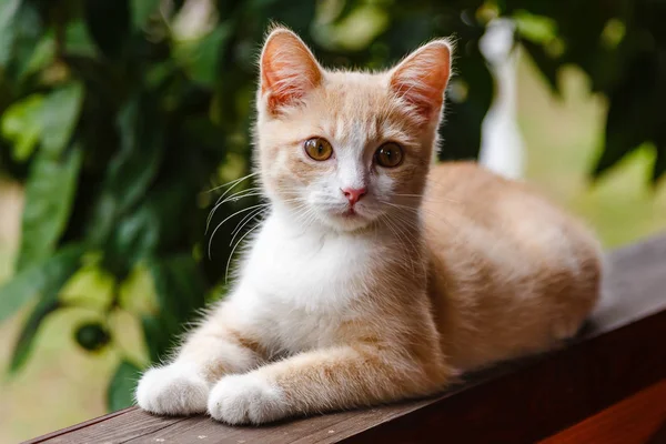 Sevimli kırmızı tüylü yavru kedi