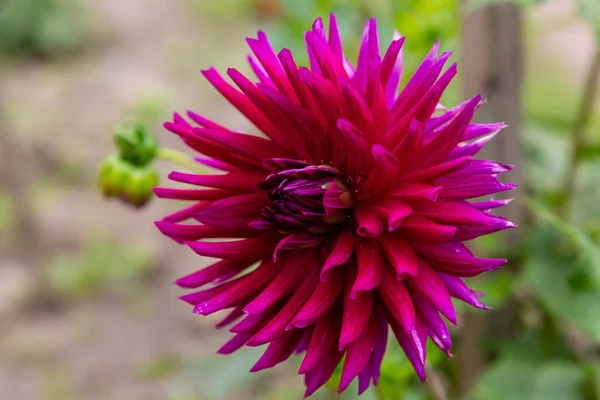 Sonbahar bahçesinde güzel dahlias.