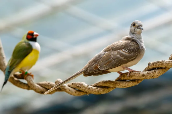 Geopelia Cuneata Estufa — Fotografia de Stock