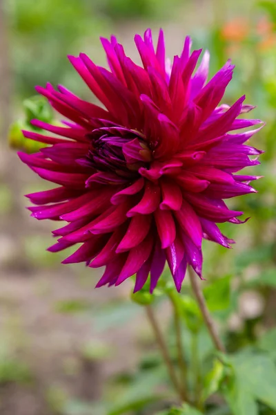 Sonbahar bahçesinde güzel dahlias.
