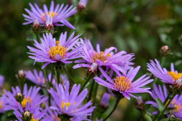 Symphyotrichum Novae Angliae Herfst Tuin Violet Herfst Aster Michaelmas Daisy — Stockfoto