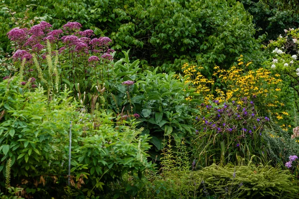 Sonbahar bahçesinde çiçekler. Bahçede veya Parkta çiçekli çok yıllıklar
