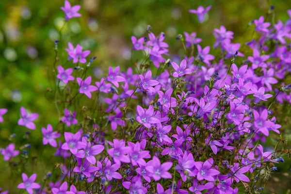 Campanula patula veya yayılan çan çiçeği Campanula cinsinin bir bitki türüdür. Bu narin çan çiçeği, dik ve huni şeklinde soluk mavi veya beyaz çiçeklerin yanal dallarını taşır