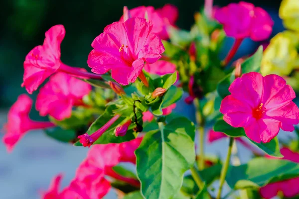 Mirabilis jalapa veya yaz bahçesinde Dört o Saat güzel mor ve sarı çiçekler. Renkli çiçek arka plan