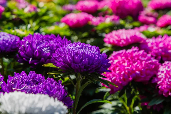 aster çiçekleri (aster, Michaelmas papatya) yeşil arka planda. Renkli çok renkli aster çiçekleri yıllık bitkiler. Sonbahar bahçesinde aster çiçek bahçe yatak yakın