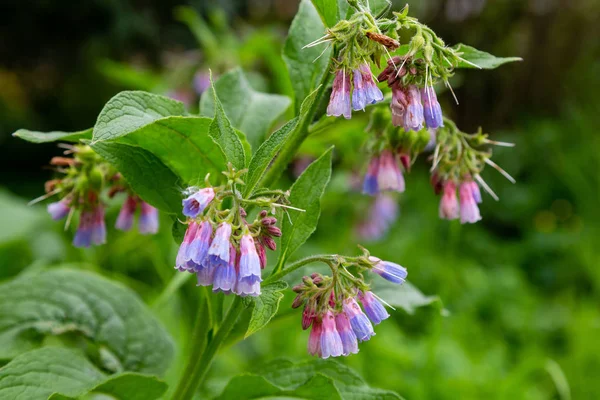 Yaz bahçesinde Symphytum Çiçekleri. Symphytum'un çiçeklerinde bumblebee. Symphytum hodan giller familyasından Boraginaceae familyasından bir bitki cinsine biçilir.