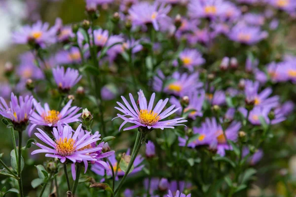 Symphyotrichum Novae Angliae Jesiennym Ogrodzie Violet Autumn Aster Michaelmas Daisy — Zdjęcie stockowe