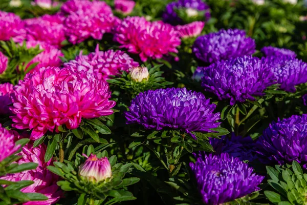 aster çiçekleri (aster, Michaelmas papatya) yeşil arka planda. Renkli çok renkli aster çiçekleri yıllık bitkiler. Sonbahar bahçesinde aster çiçek bahçe yatak yakın