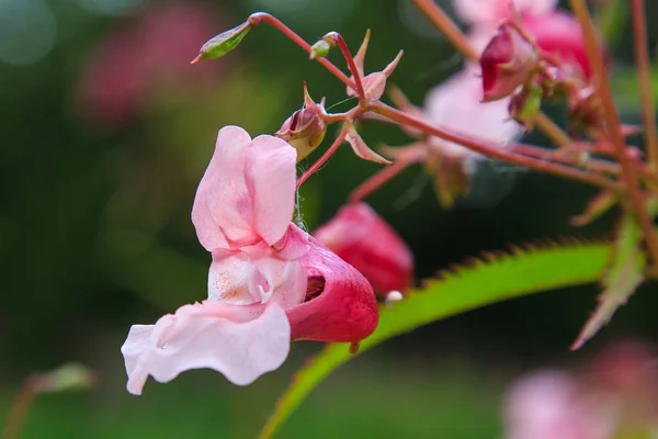 自然の背景にインパティエンス腺の花の花 — ストック写真