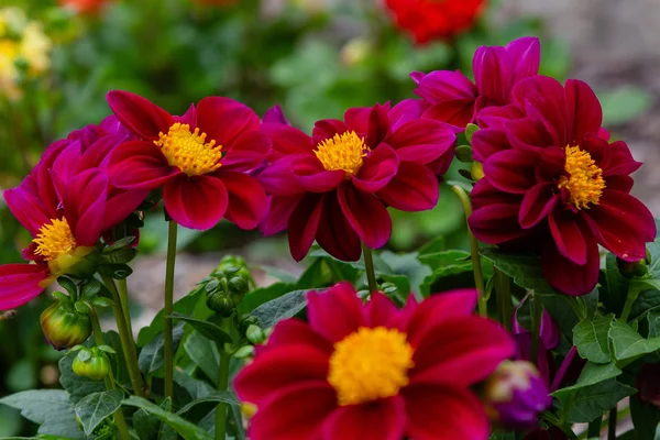 Sonbahar bahçesinde güzel dahlias.