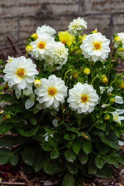 Sonbahar bahçesinde güzel dahlias.