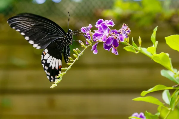 Una Hermosa Mariposa Negra Papilio Polytes Butterfly Recogiendo Néctar Una —  Fotos de Stock