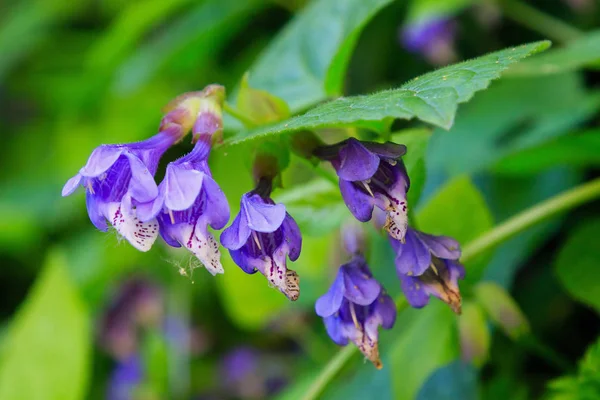 Doğal arka planda Dracocephalum nutans. Tıbbi ve nektar bitkisi