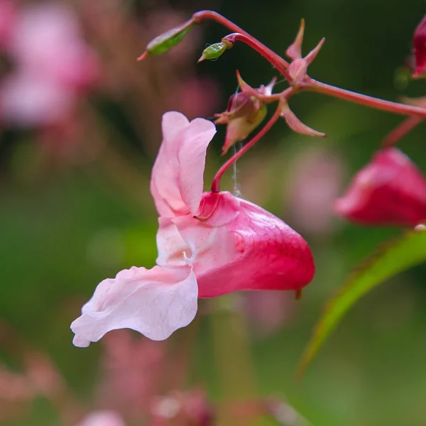Doğal Arka Planda Impatiens Glandulifera Çiçek Çiçekler — Stok fotoğraf