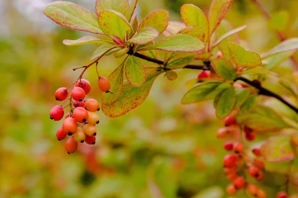 Laranja Bagas Vermelhas Barberry Jardim Outono Berberis Koreana Barberry Coreano — Fotografia de Stock