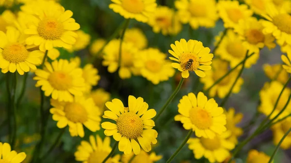 Cota tinctoria veya Anthemis tinctoria, altın marguerite, sarı papatya veya öküz gözü papatya, ayçiçeği ailesinde bitkidir. Diğer yaygın isimler 