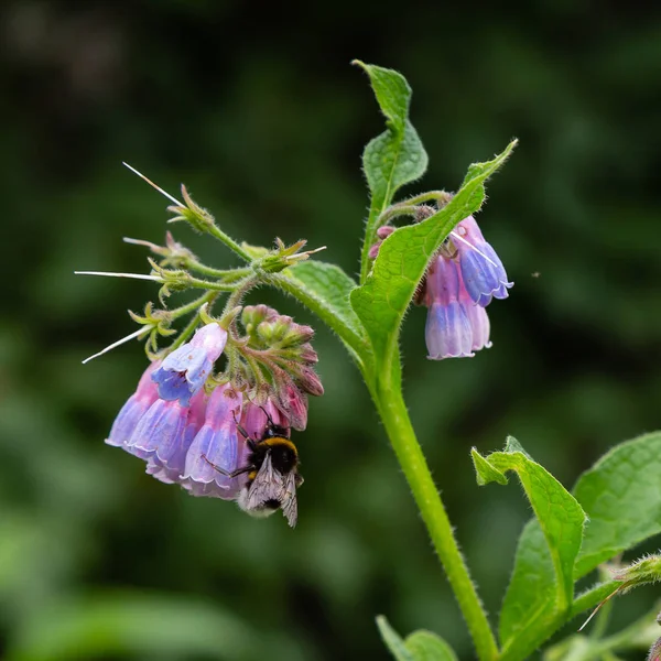 Yaz bahçesinde Symphytum Çiçekleri. Symphytum'un çiçeklerinde bumblebee. Symphytum hodan giller familyasından Boraginaceae familyasından bir bitki cinsine biçilir.