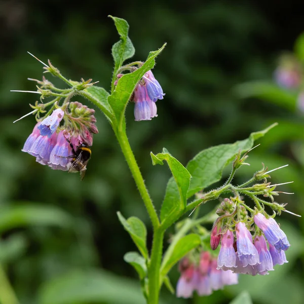 Yaz bahçesinde Symphytum Çiçekleri. Symphytum'un çiçeklerinde bumblebee. Symphytum hodan giller familyasından Boraginaceae familyasından bir bitki cinsine biçilir.
