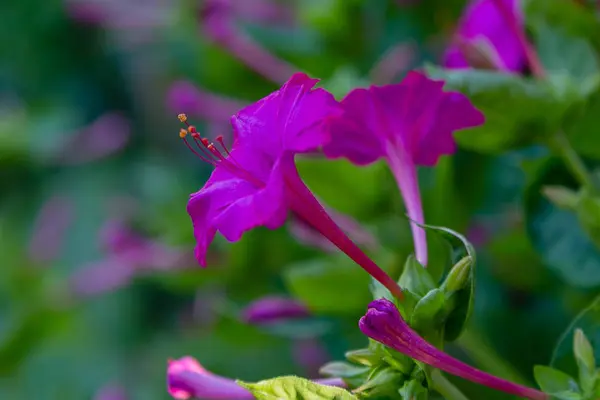 Hermosas Flores Color Púrpura Amarillo Mirabilis Jalapa Reloj Cuatro Jardín —  Fotos de Stock