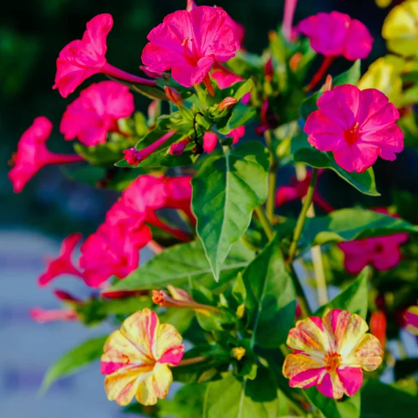 Mirabilis jalapa veya yaz bahçesinde Dört o Saat güzel mor ve sarı çiçekler. Renkli çiçek arka plan