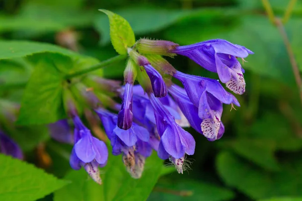Doğal arka planda Dracocephalum nutans. Tıbbi ve nektar bitkisi