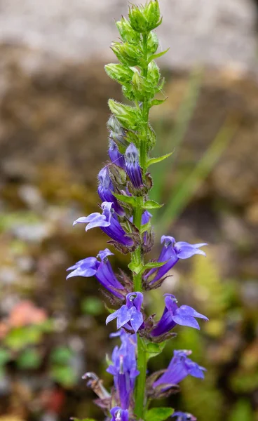 Flor Cardinal Azul Lobelia Siphilitica Llamado Gran Lobelia Azul Gran — Foto de Stock