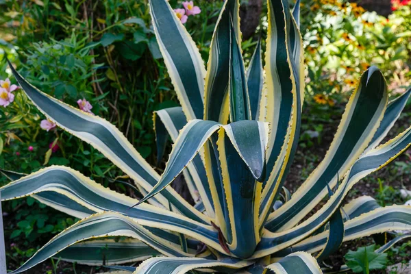 Peyzaj tasarımında Agave. Bahçede Agave