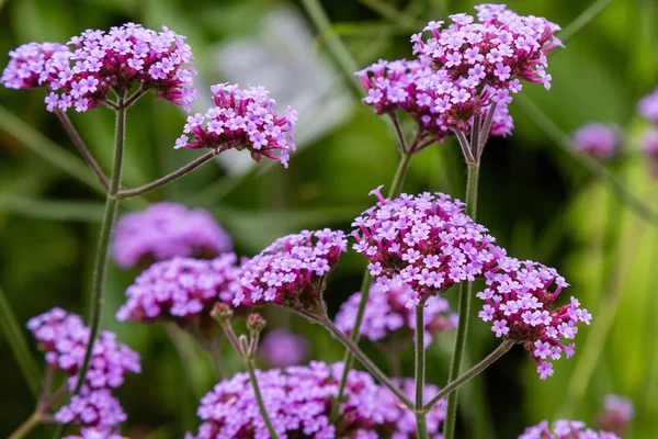 Verbena bonariensis çiçekleri (Arjantin mine çiçeği veya Mor mine çiçeği, Clustertop mine, Uzun Verbena, Pretty Verbena) bahçede bulunur.