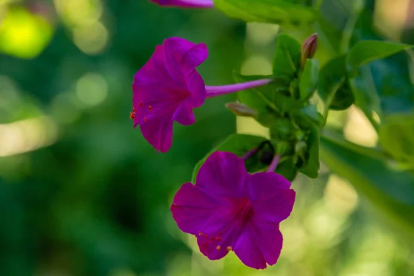 Hermosas Flores Color Púrpura Amarillo Mirabilis Jalapa Reloj Cuatro Jardín —  Fotos de Stock