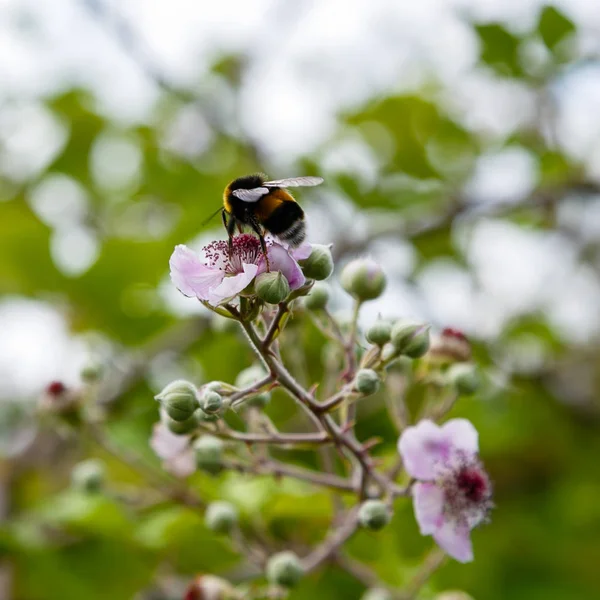 Böğürtlen'in çiçek açan dalı. Doğal bir arka plan üzerinde çiçekler ile Böğürtlen dalı. Bahçede Berry bitkileri