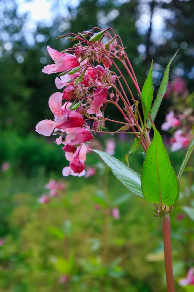 Doğal arka planda Impatiens glandulifera çiçek Çiçekler