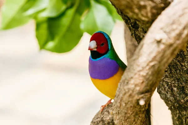 The Gouldian finch (Erythrura gouldiae), also known as the Lady Gouldian finch, endemic to Australia. Breeding of ornamental birds at home