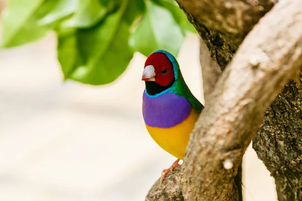 Gouldian ispinoz (Erythrura gouldiae), Ayrıca Lady Gouldian ispinoz olarak bilinen, Avustralya'ya endemik. Evde süs kuşlarının yetiştirimi