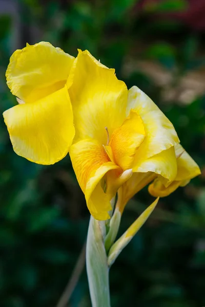 Flores Lily Lily Inglês Llium Género Botânico Pertencente Família Liliaceae — Fotografia de Stock