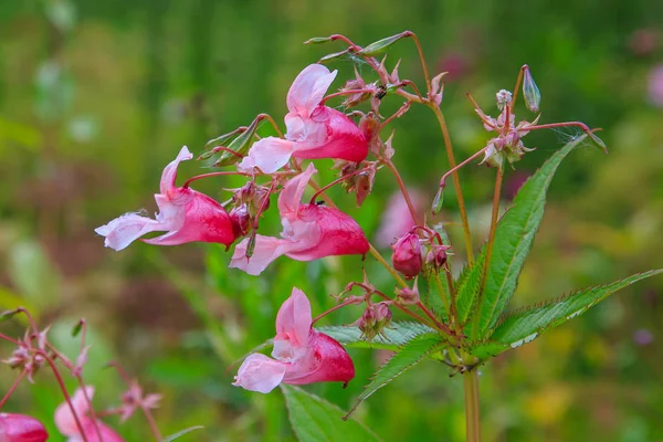Doğal arka planda Impatiens glandulifera çiçek Çiçekler