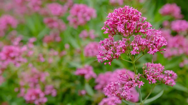 Centranthus ruber purpure çiçekler. Centranthus ruber, kırmızı kediotu, mahmuzlu kediotu, öpücük-me-hızlı, tilki fırçası, şeytan ın sakalı ve Jüpiter'in sakalı olarak da adlandırılan popüler bir bahçe bitkisidir.