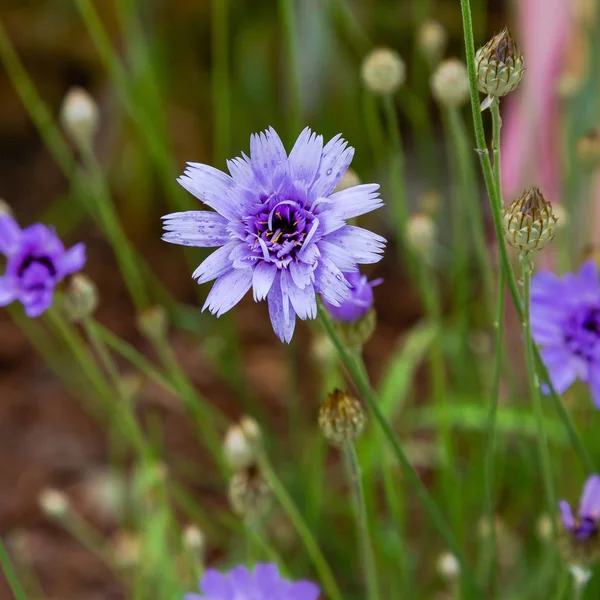 Centaurea cyanus bahçede. Leylak çiçekleri cornflower scabiosa (Centaurea scabiosa) bir orman çim üzerinde