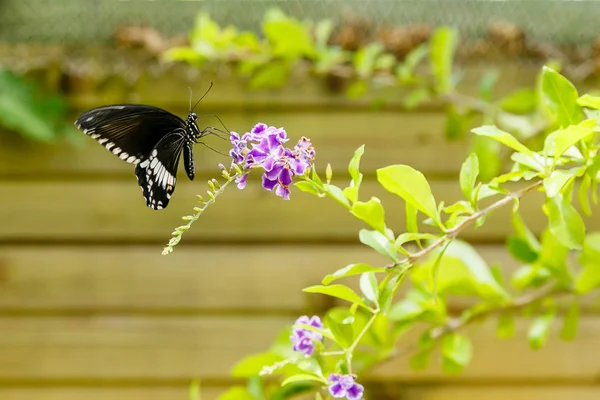 一只美丽的黑色蝴蝶 帕皮利奥 波利特斯蝴蝶 在热带植物上收集花蜜 热带背景或壁纸 — 图库照片