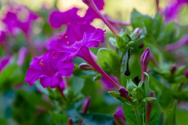 Hermosas Flores Color Púrpura Amarillo Mirabilis Jalapa Reloj Cuatro Jardín — Foto de Stock