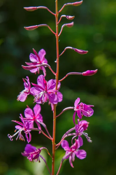 Doğal arka planda Chamaenerion angustifolium. Fireweed veya büyük söğütherb veya gülbay söğütherb söğütherb aile Onagraceae bir çok yıllık otsu bitkidir