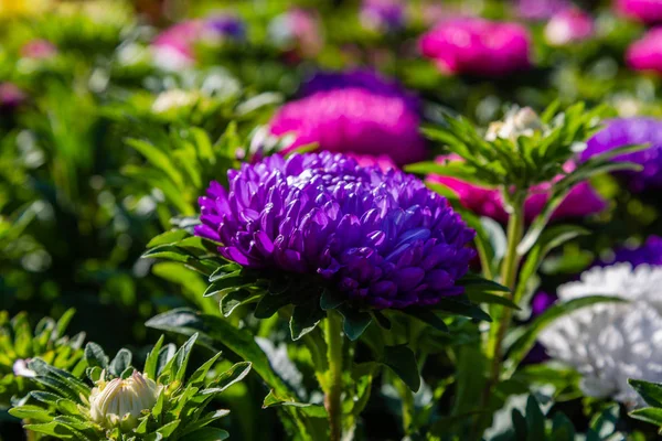aster çiçekleri (aster, Michaelmas papatya) yeşil arka planda. Renkli çok renkli aster çiçekleri yıllık bitkiler. Sonbahar bahçesinde aster çiçek bahçe yatak yakın