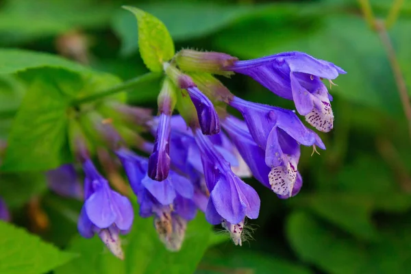 Doğal arka planda Dracocephalum nutans. Tıbbi ve nektar bitkisi