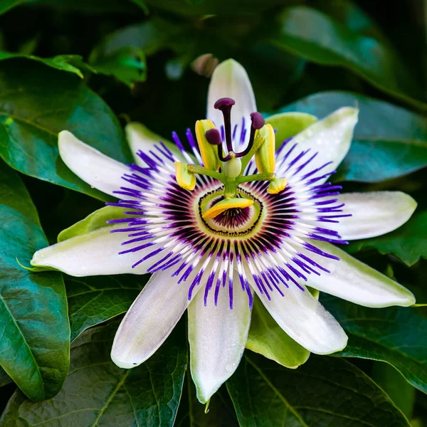Mavi çiçek veya Passiflora (Passiflora caerulea) içinde tropikal bahçe bırakır. Güzel tutku meyve çiçek ya da Passiflora (Passifloraceae). Passiflora 550 türler bir cinsidir. Evergreen tropik sarmaşık