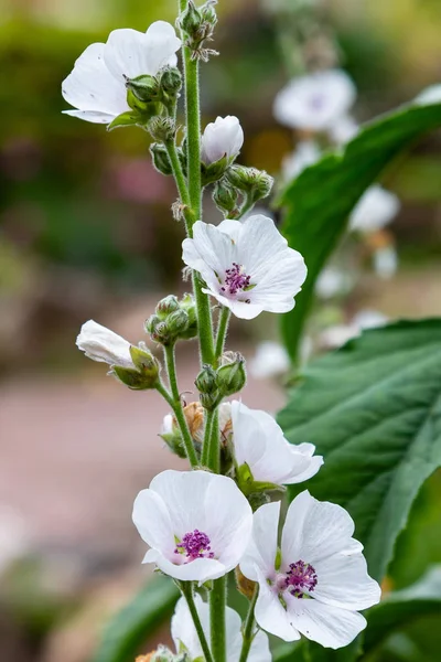 Marshmallow Althaea Officinalis Natural Healing Process Medicinal Plants Garden — Stock Photo, Image