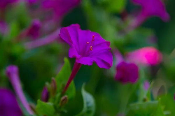 Belles Fleurs Violettes Jaunes Mirabilis Jalapa Four Clock Dans Jardin — Photo