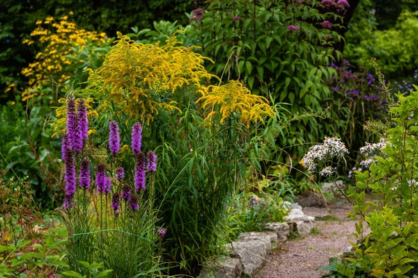Квіти Осінньому Саду Квітучі Багаторічники Саду Або Парку — стокове фото