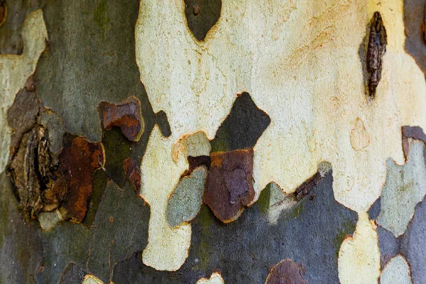 Bark Platan Tree Platan Acerifolia Gray Green Beige Spots Bark — Stock Photo, Image