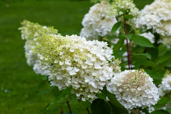 Hortensia Florece Hydrangea Bush Con Plantas Ornamentales Contenedores —  Fotos de Stock